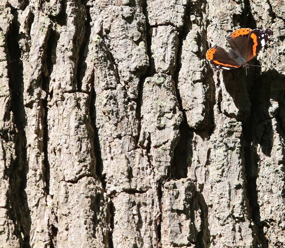 tree stump and wonderful butterfly
