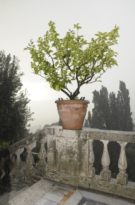picture of the potted plant