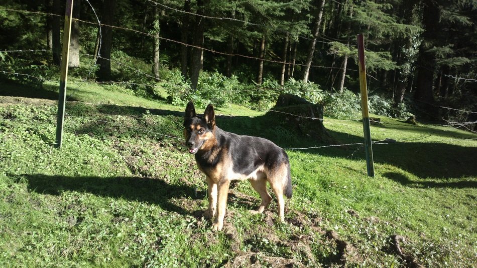 Sheep dog on green sunny meadow