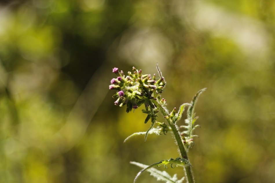 photo of plant on cloudy background