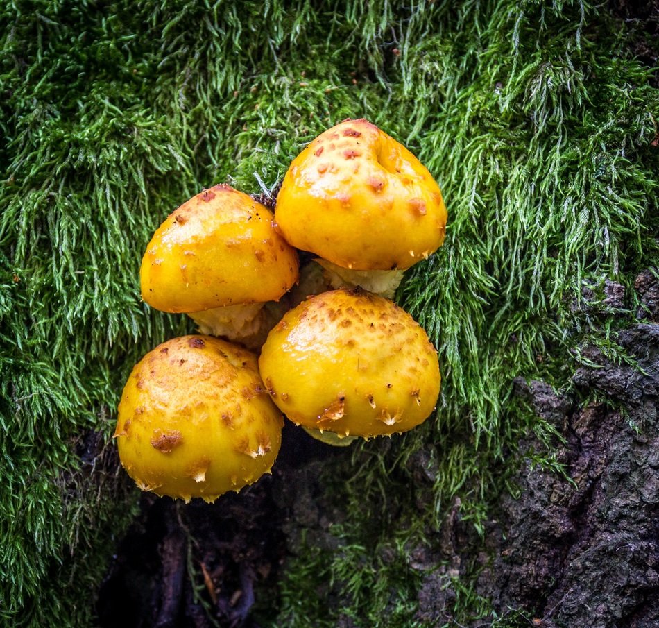 four yellow mushrooms on the moss