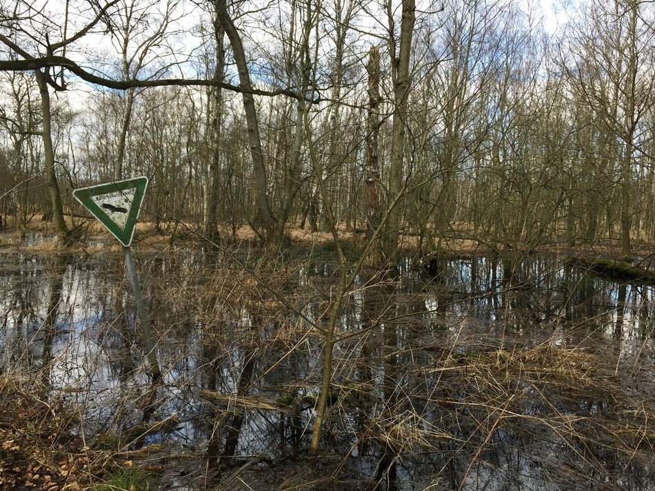 Bog among the beech forest