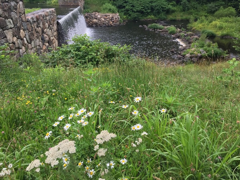 Beautiful landscape against the background of a small waterfall among the colorful plants