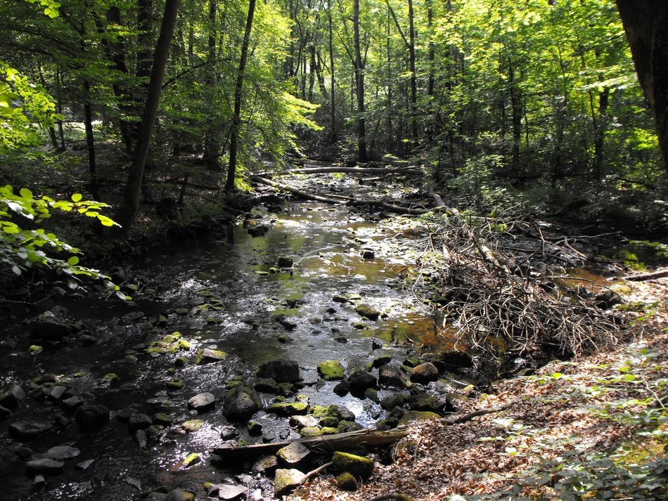 The creek in the forest