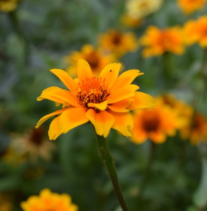 Beautiful, blossoming orange and yellow flowers on a blurry background