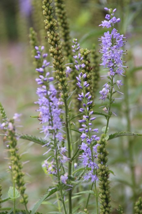blue panicle close-up