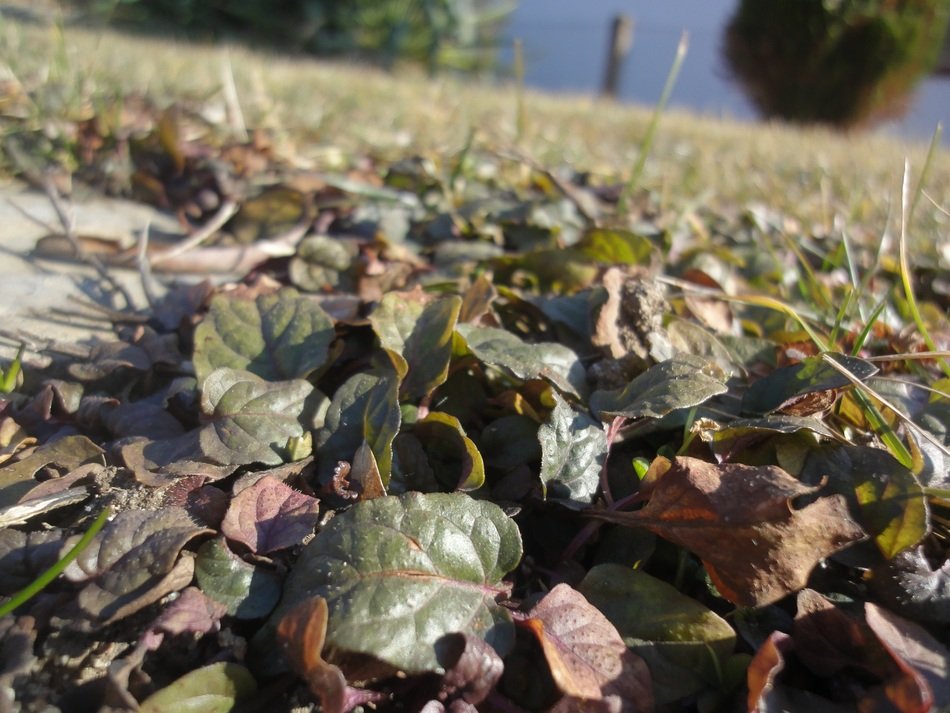 frost and dry leaves lie on the ground