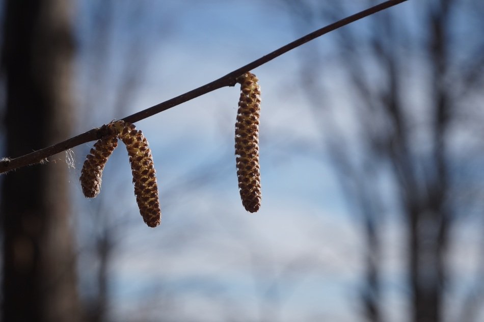 nature in ottawa