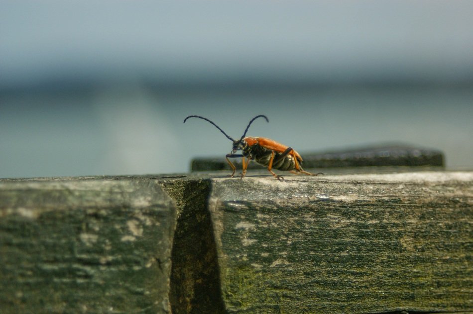 Insect on the wood with the moss close-up on blurred background