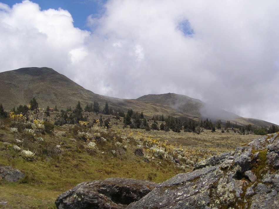 flora of mountains