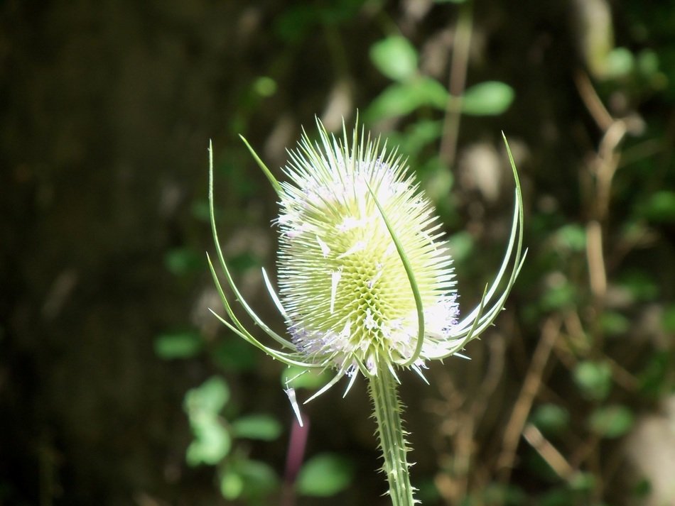 Close up picture of flower on blurred background