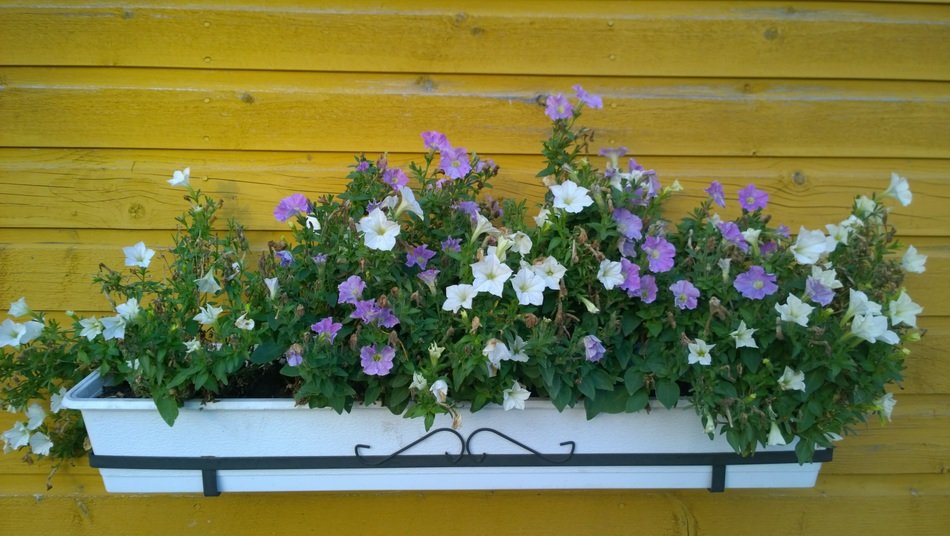 flowers in the big pot