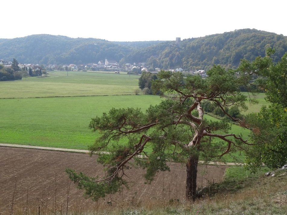 lonely autumn landscape tree alone