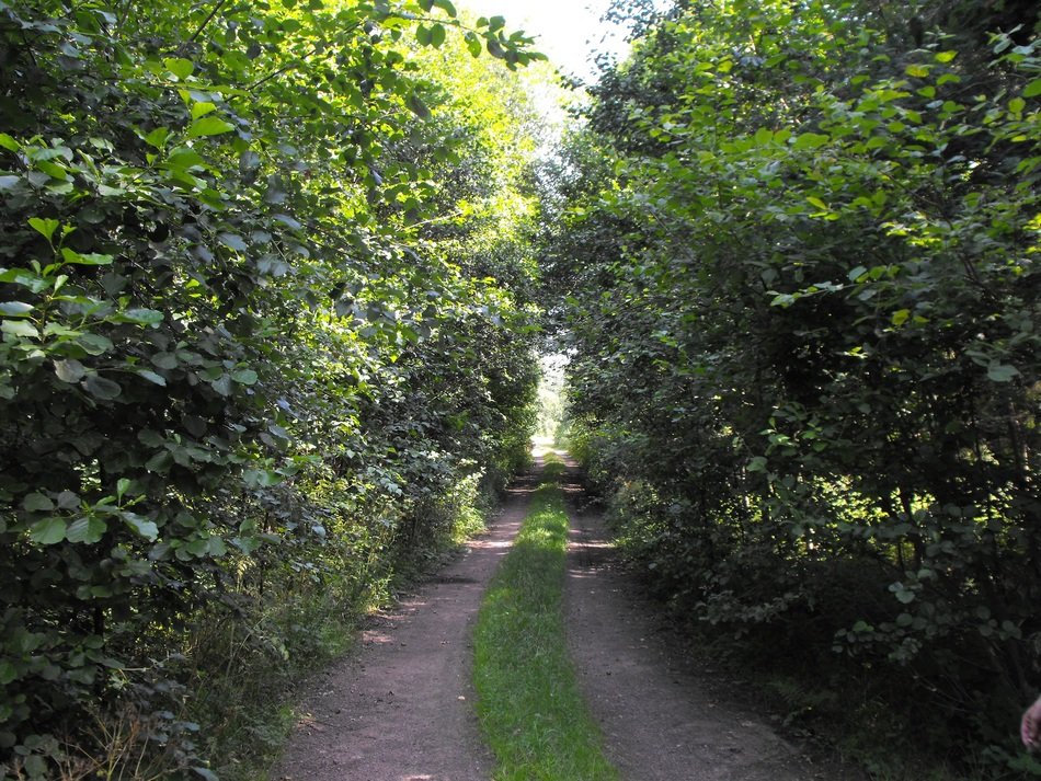 dirt road in a park in Sweden in summer