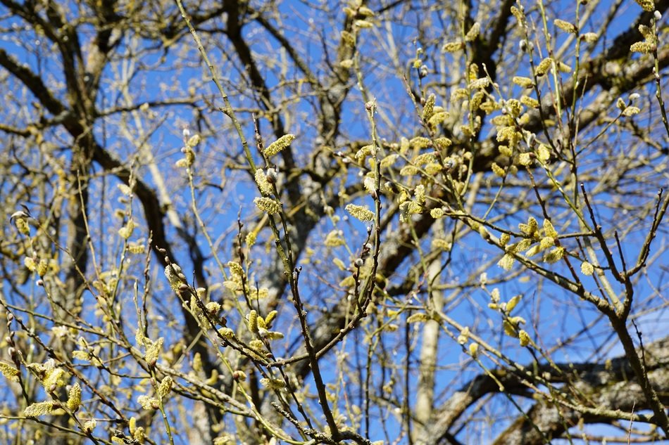 tree on a pasture in spring