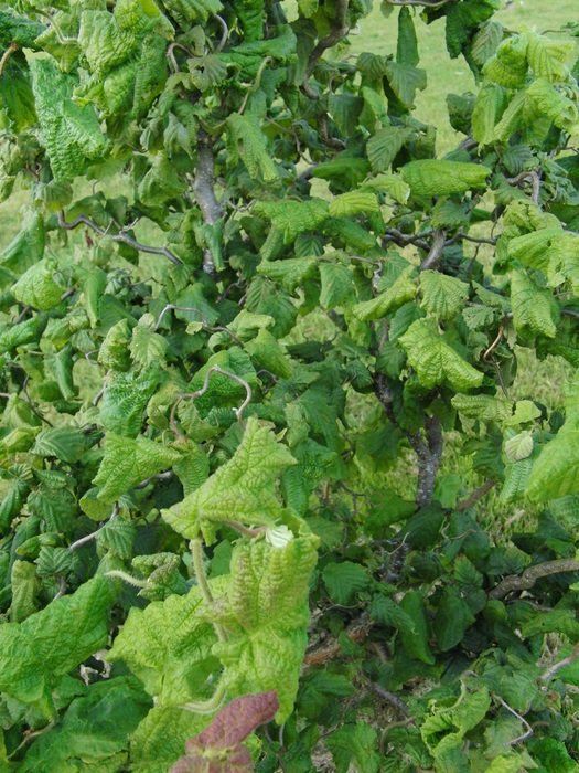 green vegetation close up on blurred background