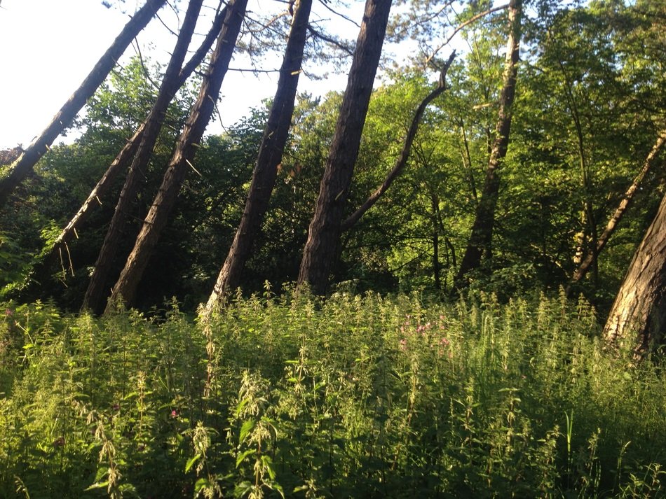 sloping deciduous trees in the forest