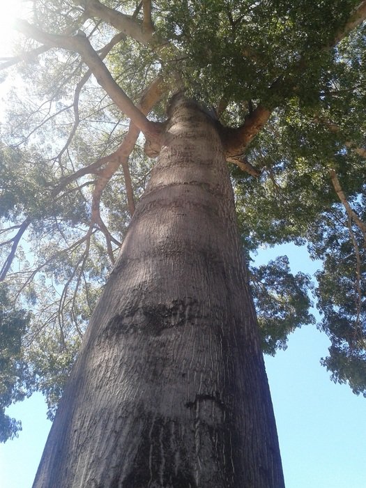 High tree with the green leaves