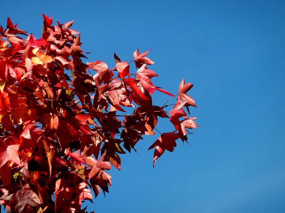 Oak tree with the red leaves