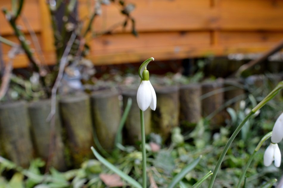 snowdrop near the tree in the garden