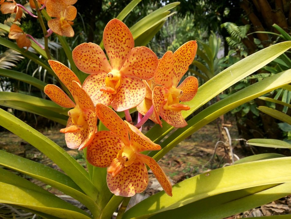 Spotty orange orchids on a bush