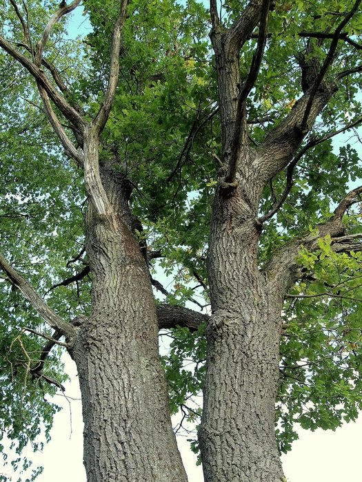altenbrak double oak