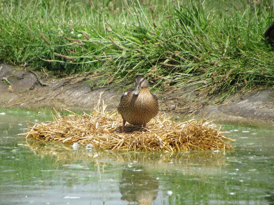 a bird sits on a hay in a pond