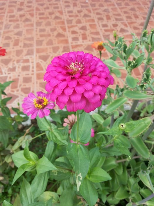 Bright pink flower on the flower bed