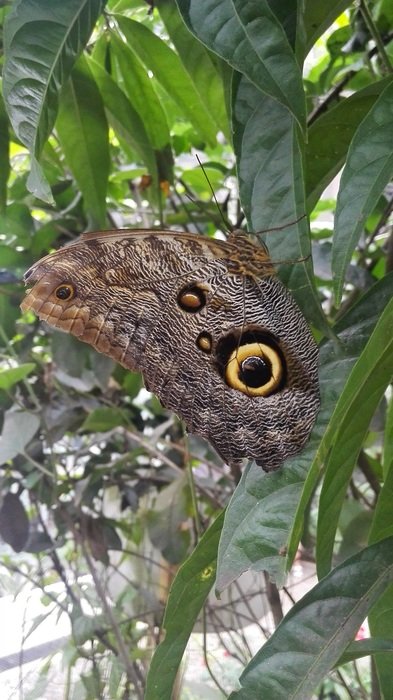 butterfly beautiful wings