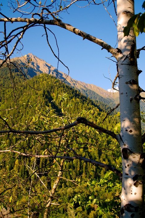 tree on green mountain