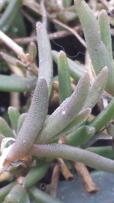 plant with oblong fleshy leaves close up