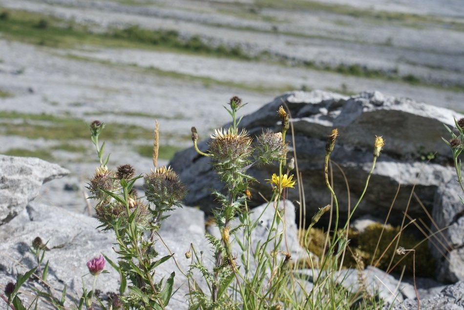 thistle flowers on the stones