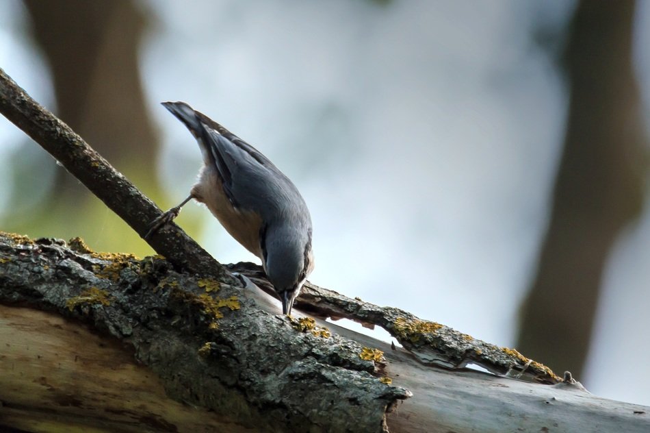 bird on a tree trunk in the forest