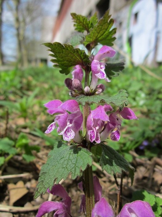 spotted deadnettle in the forest