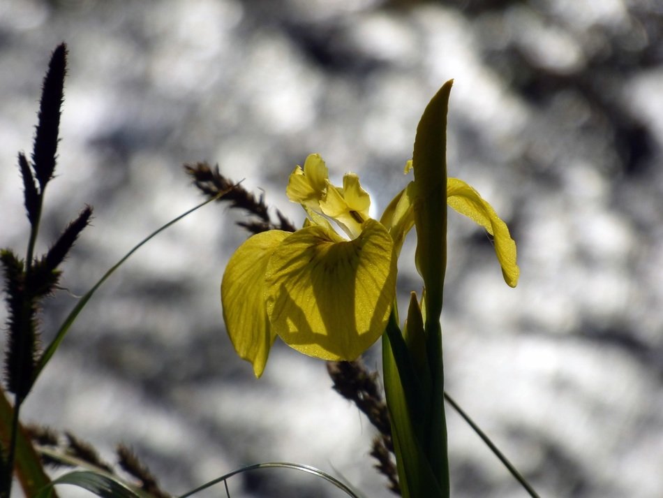 yellow flower against a snowy mountain in Sweden
