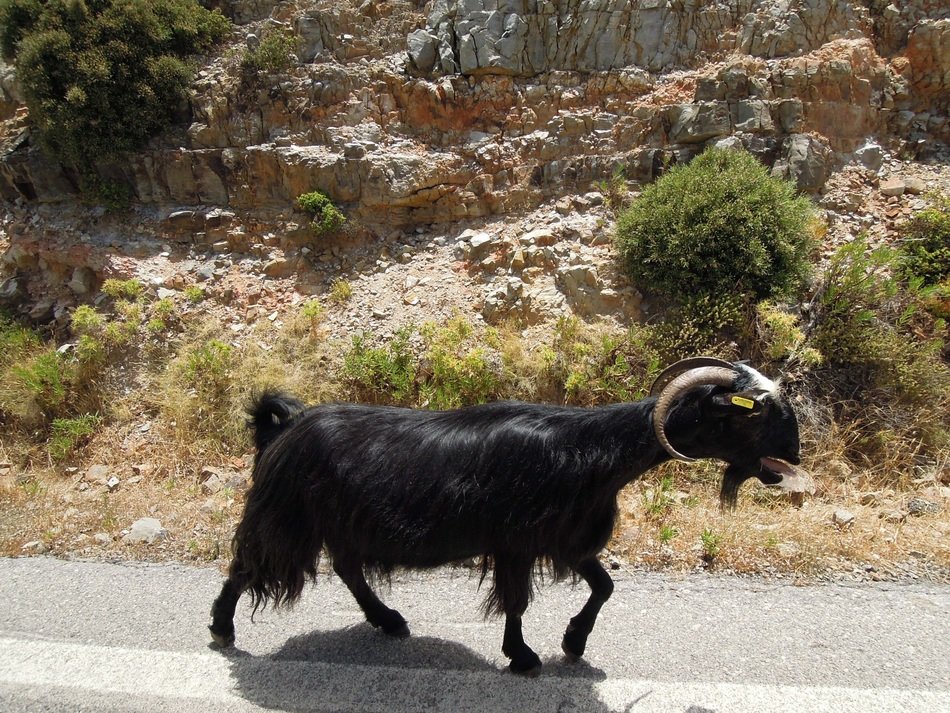 black goat in the mountains