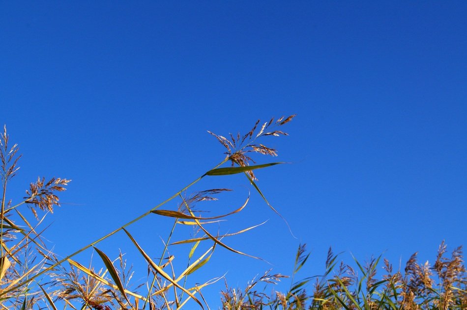 Top of the marsh grass against the backdrop of a bright blue sky