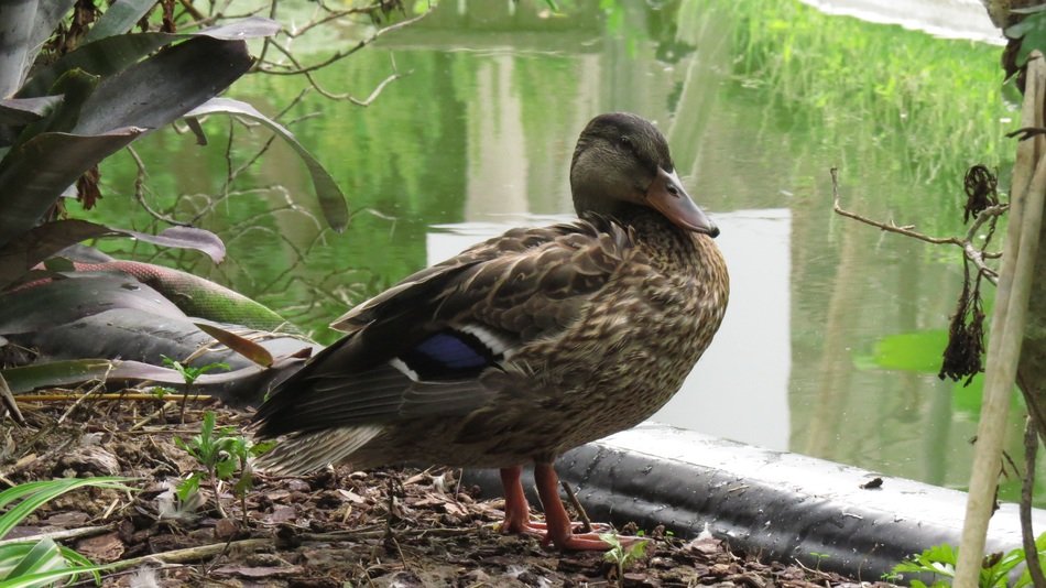 extraordinary beautiful duck bird