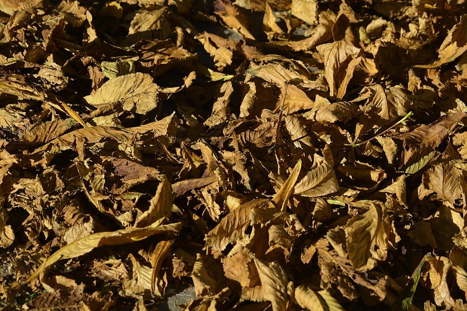 carpet of leaves