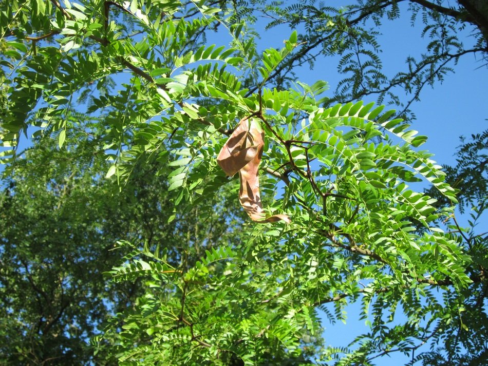Seeds among the green foliage of the Gledicia tree
