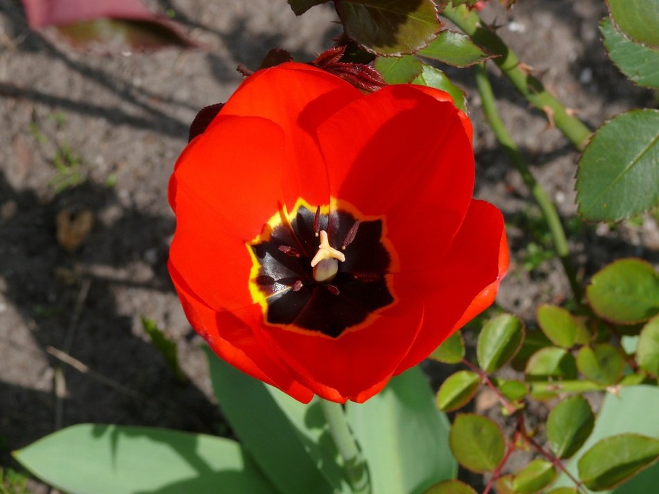 red tulip with dark middle bloom