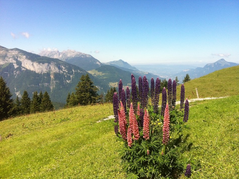 beautiful flowers in the mountains