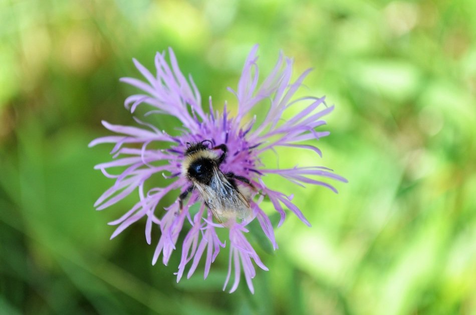 macro photo of a bee on a thistle