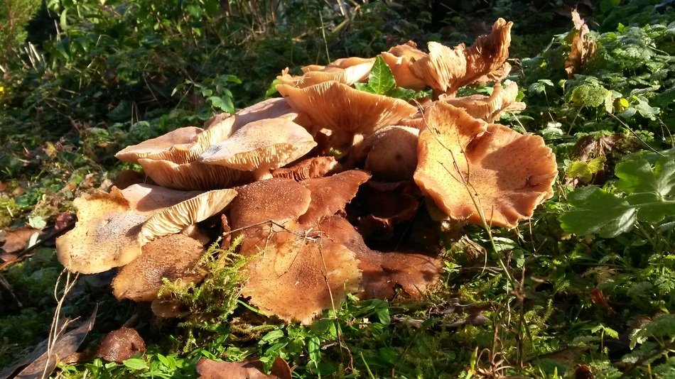 Lots of mushrooms in autumn season