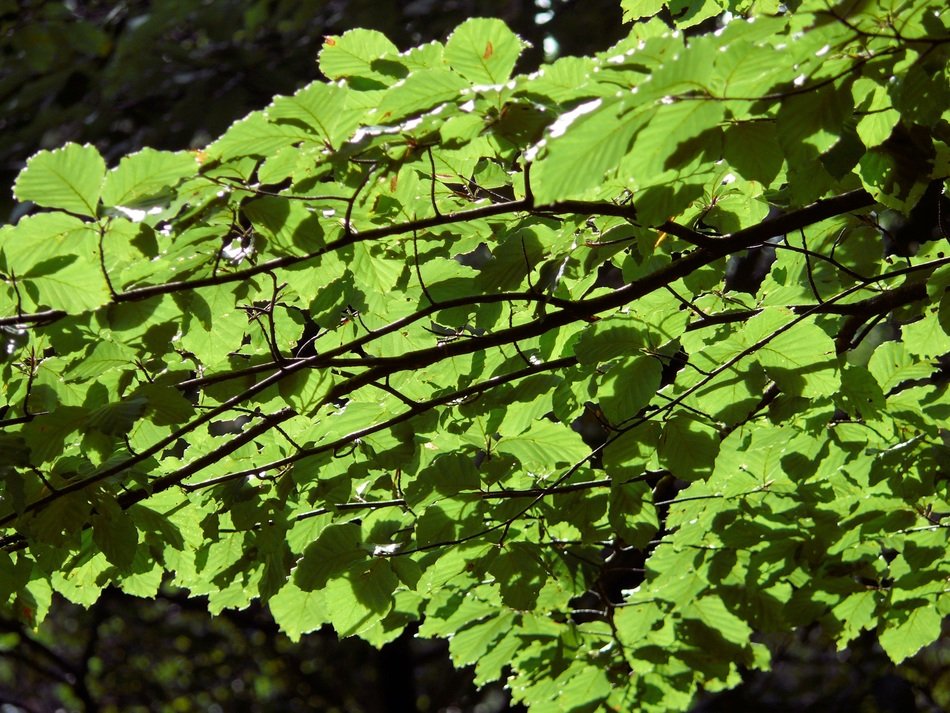the sun through the green leaves on the branch