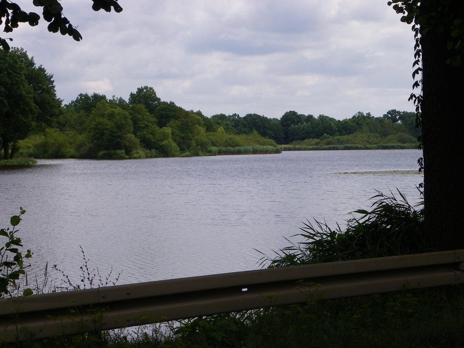Water in the pond
