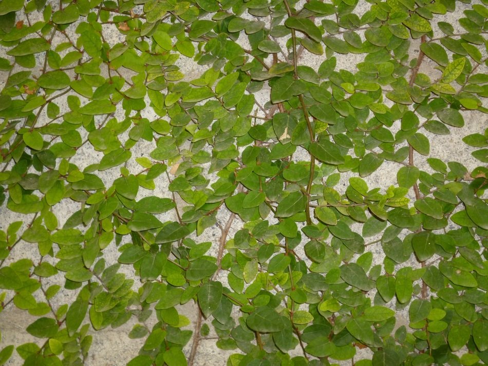 Climbing fig, beautiful leafy plant