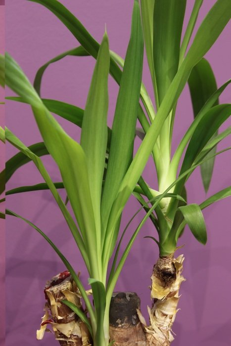 green plant on a purple background