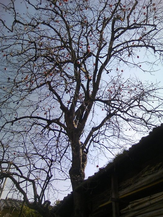 Deadwood in autumn