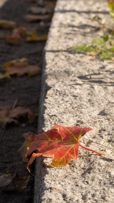 red maple leaf on the curb